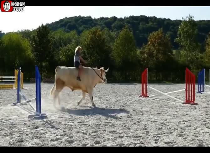 Video :The bull Aston believes he is a horse (Meuse)